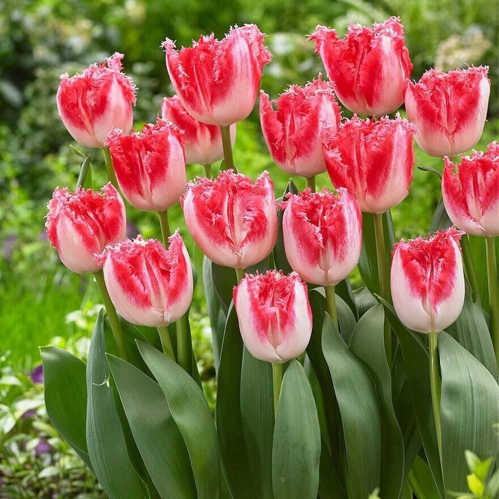 Tulipa 'Sweet Paradise'