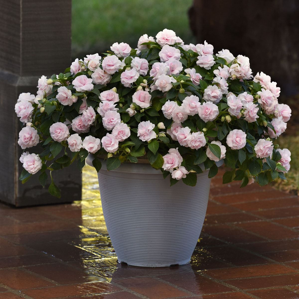 Impatiens Glimmer Double Appleblossom (hišni spor z dvojno svetlo rožnato cvetjo)