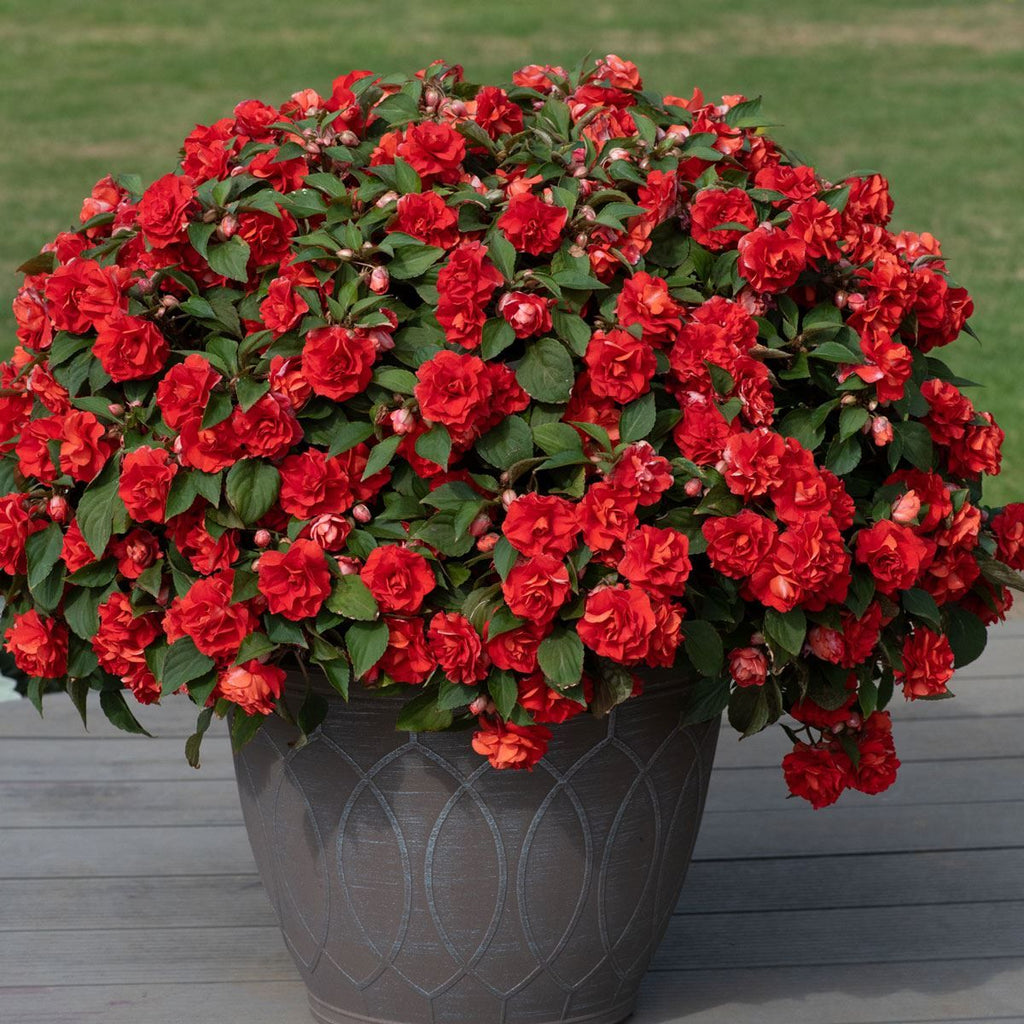 Impatiens Glimmer Double Bright Red (sporul casei cu flori duble rosii)