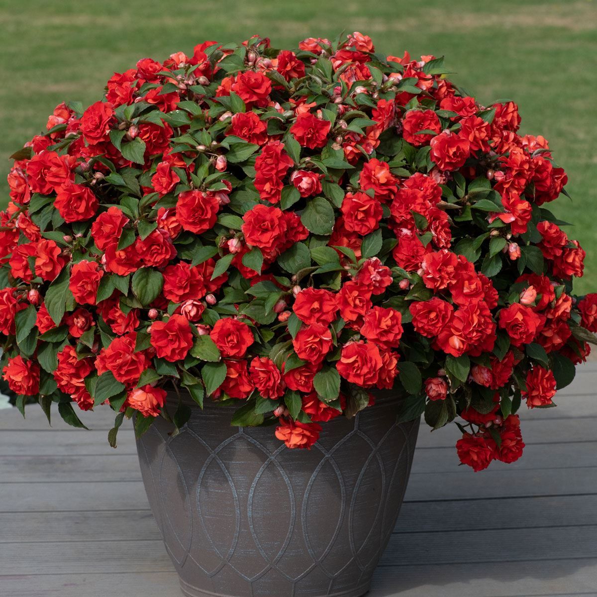 Impatiens Glimmer Double Fel Rood (kamerplant met dubbele rode bloemen)