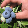 Afin productiv cu fructe mari - Vaccinium corymbosum 'Darrow'
