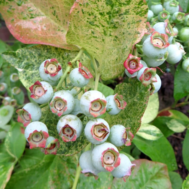 Afin variegat - Vaccinium corymbosum 'Flamingo'