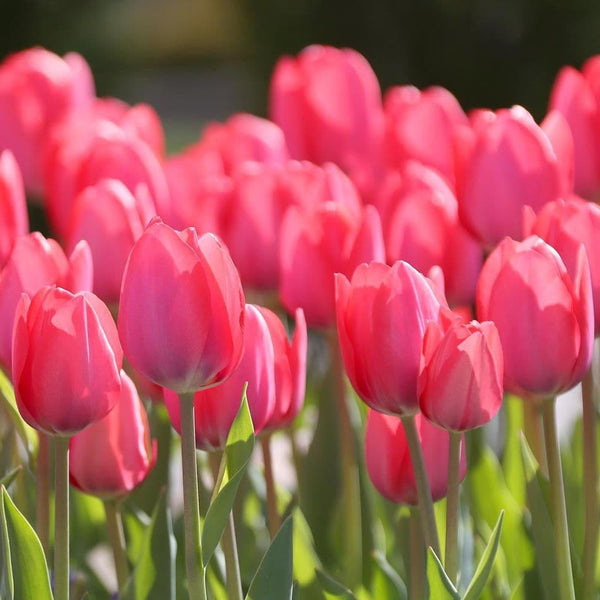 Tulpenzwiebeln im Topf (Tulipa Van Eijk)