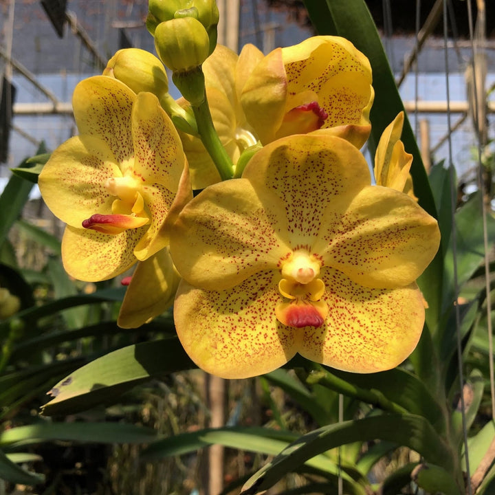 Vanda Ratchaburi Beauty