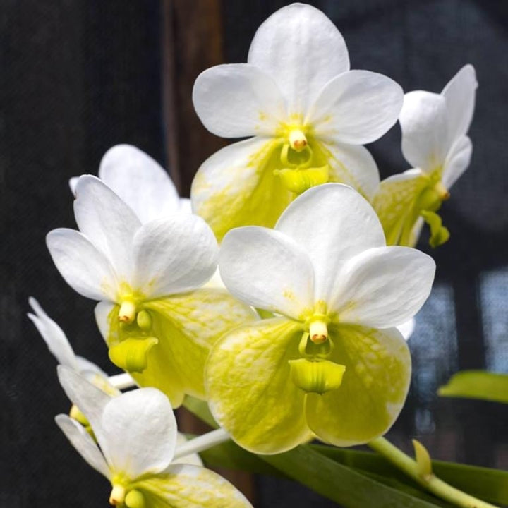 Vanda sanderiana var. alba