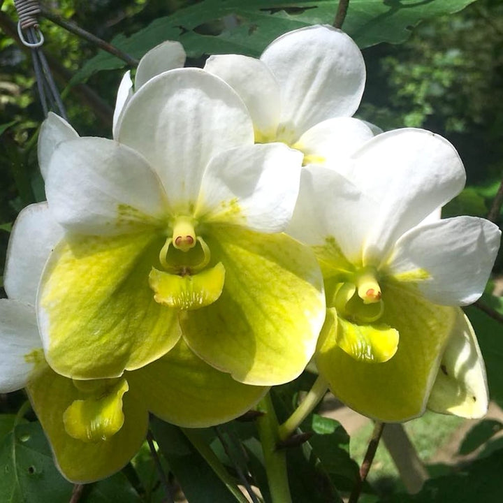 Vanda sanderiana var. alba