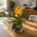 Vanda Natcha Princess Orange cu vas de sticla