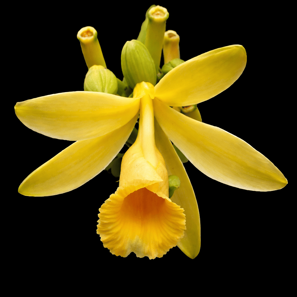 Vanilla Planifolia - Vanilla Orchid - 4 plants/pot