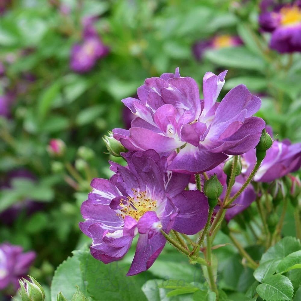 Rosa 'Veilchenblau'