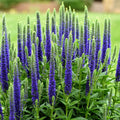 Veronica spicata ‘Ulster Dwarf Blue’ - veronica pitica cu flori albastre, pentru gradina