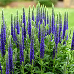 Veronica spicata ‘Ulster Dwarf Blue’ - veronica pitica cu flori albastre, pentru gradina