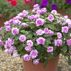 Impatiens Glimmer Double Pink (sporul casei cu flori duble roz)