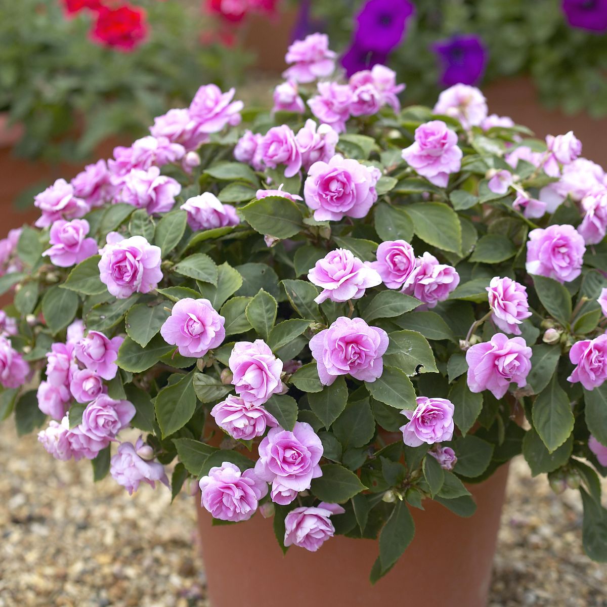 Impatiens Glimmer Double Pink (sporul casei cu flori duble roz)