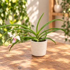 Holcostylis M S Sunlight x Holcoglossum Incantatio