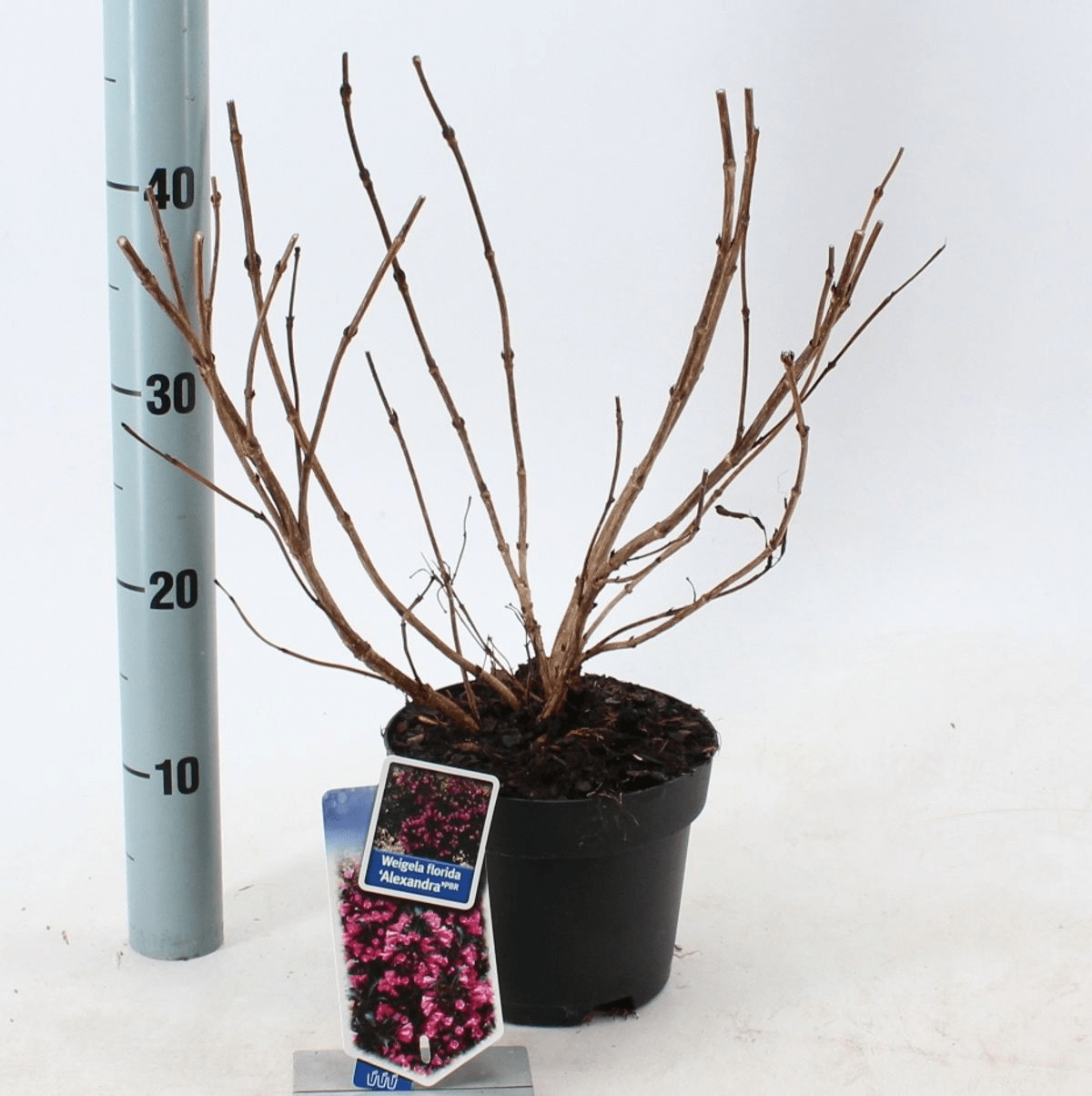 Weigela florida 'Alexandra'