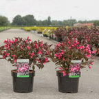 Weigela florida 'Alexandra'
