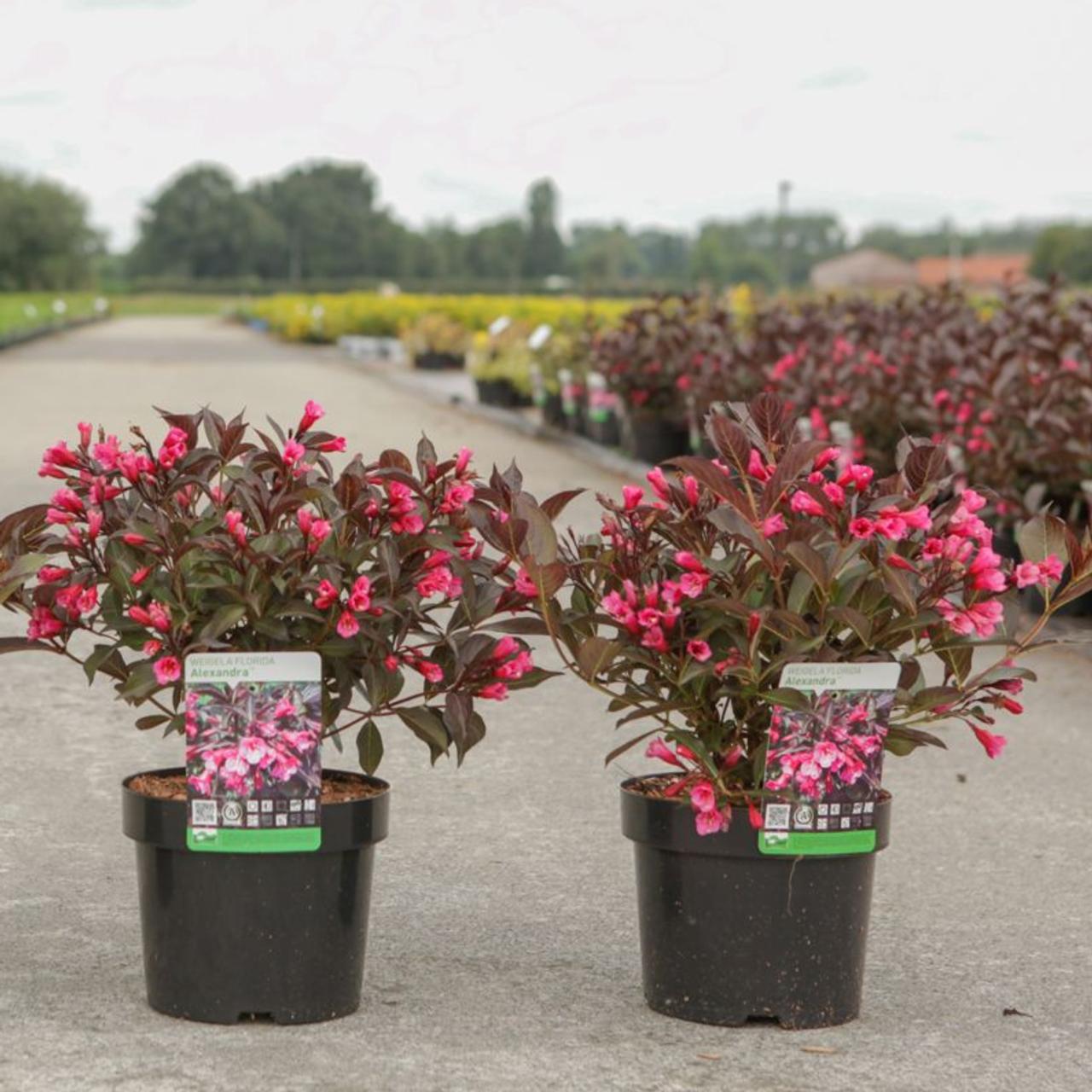 Weigela florida 'Alexandra'