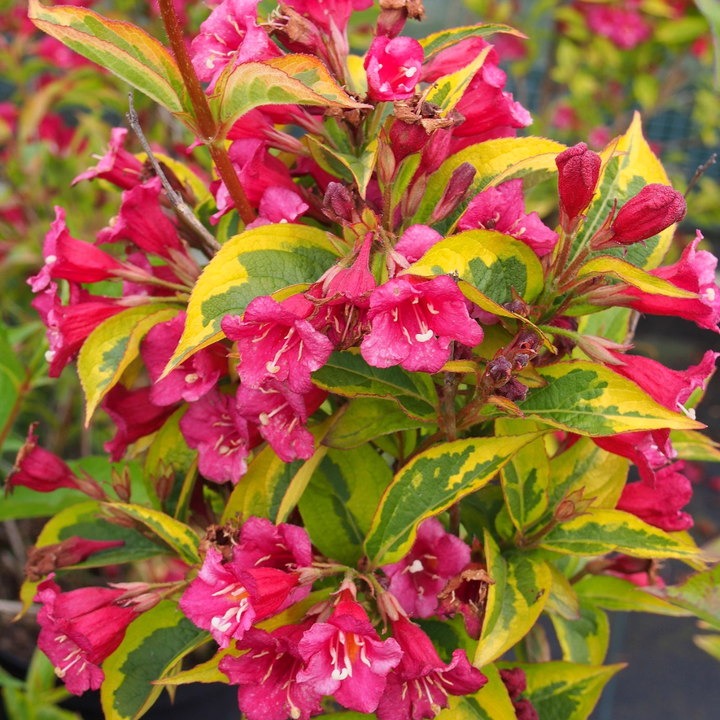 Weigela florida 'Moulin Rouge'