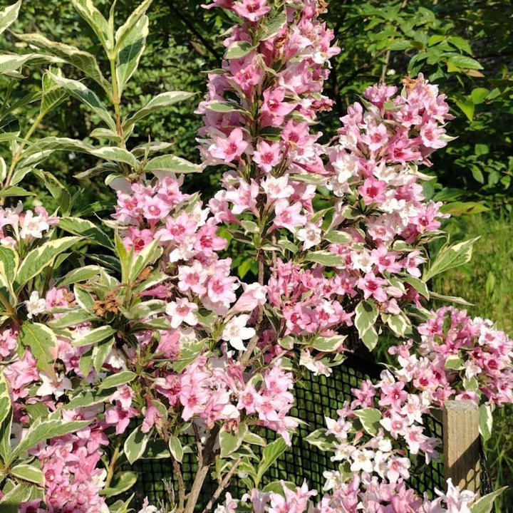 Weigela florida 'Nana Variegata'