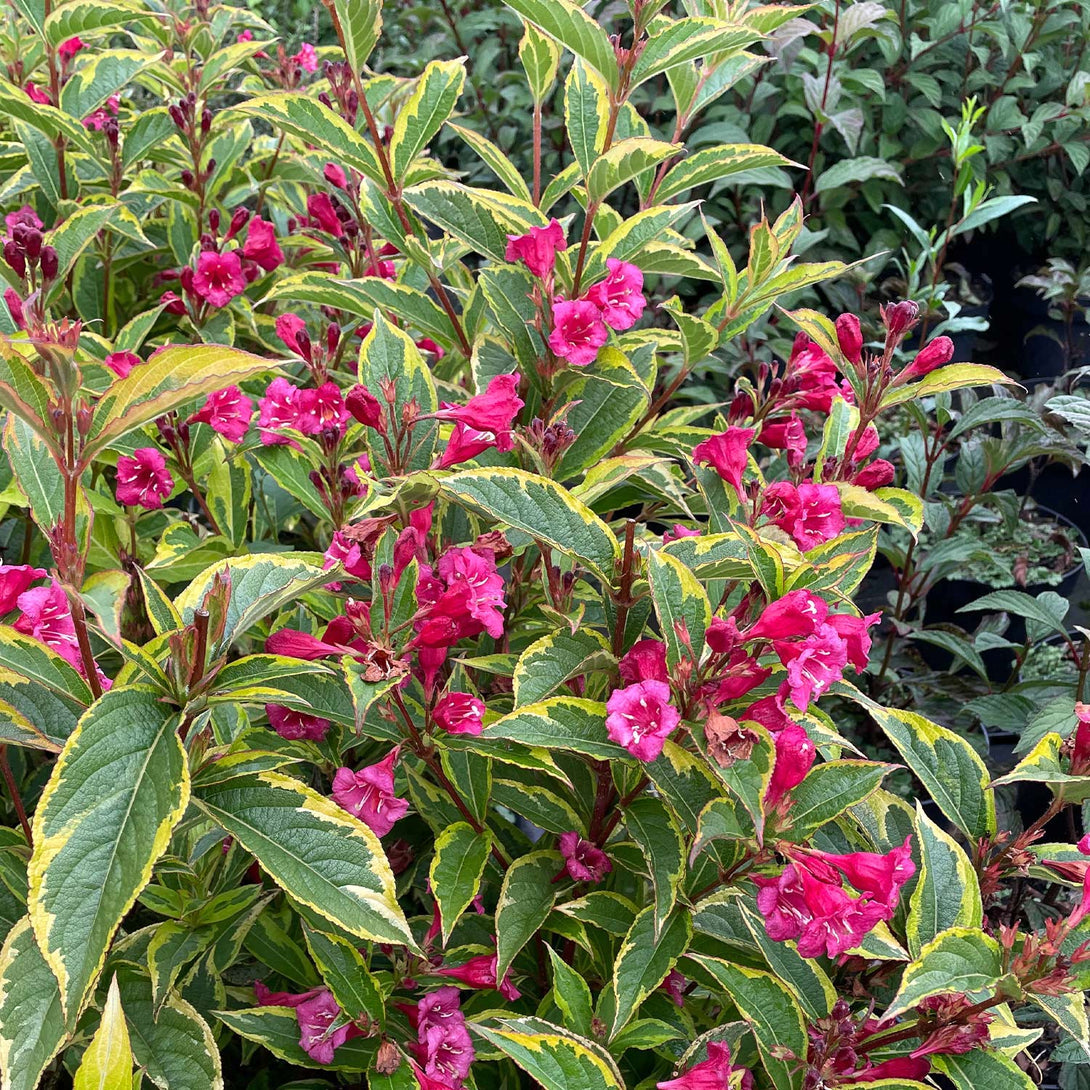 Weigela florida 'Moulin Rouge'