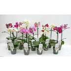 Phalaenopsis multiflora parfumata mix