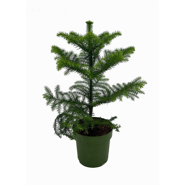 Araucaria heterophylla (Norfolk Island pine) D14/15
