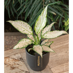 Aglaonema 'Vanilla Baby'