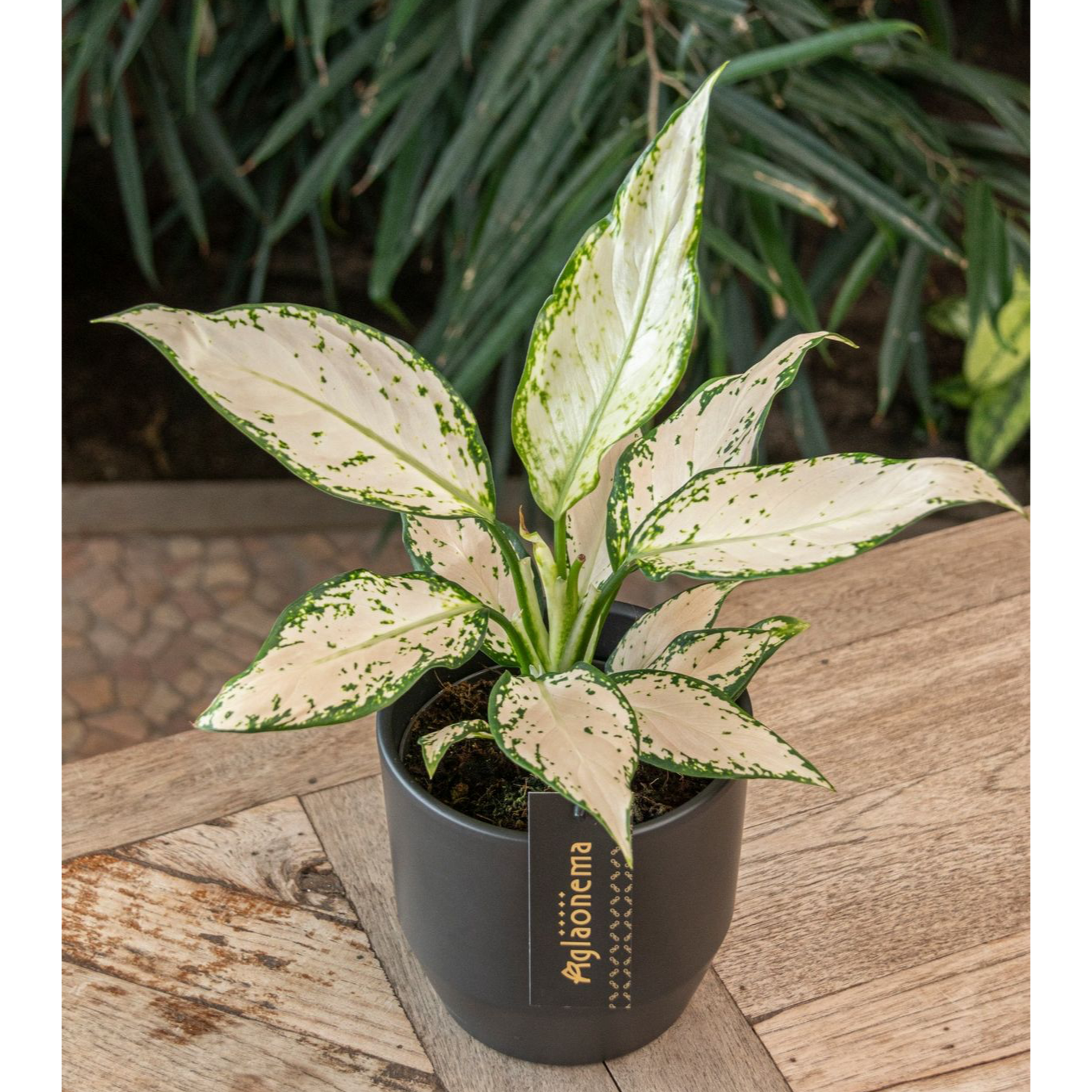 Aglaonema 'Vanilla Baby'