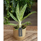 Aglaonema Matcha Limone