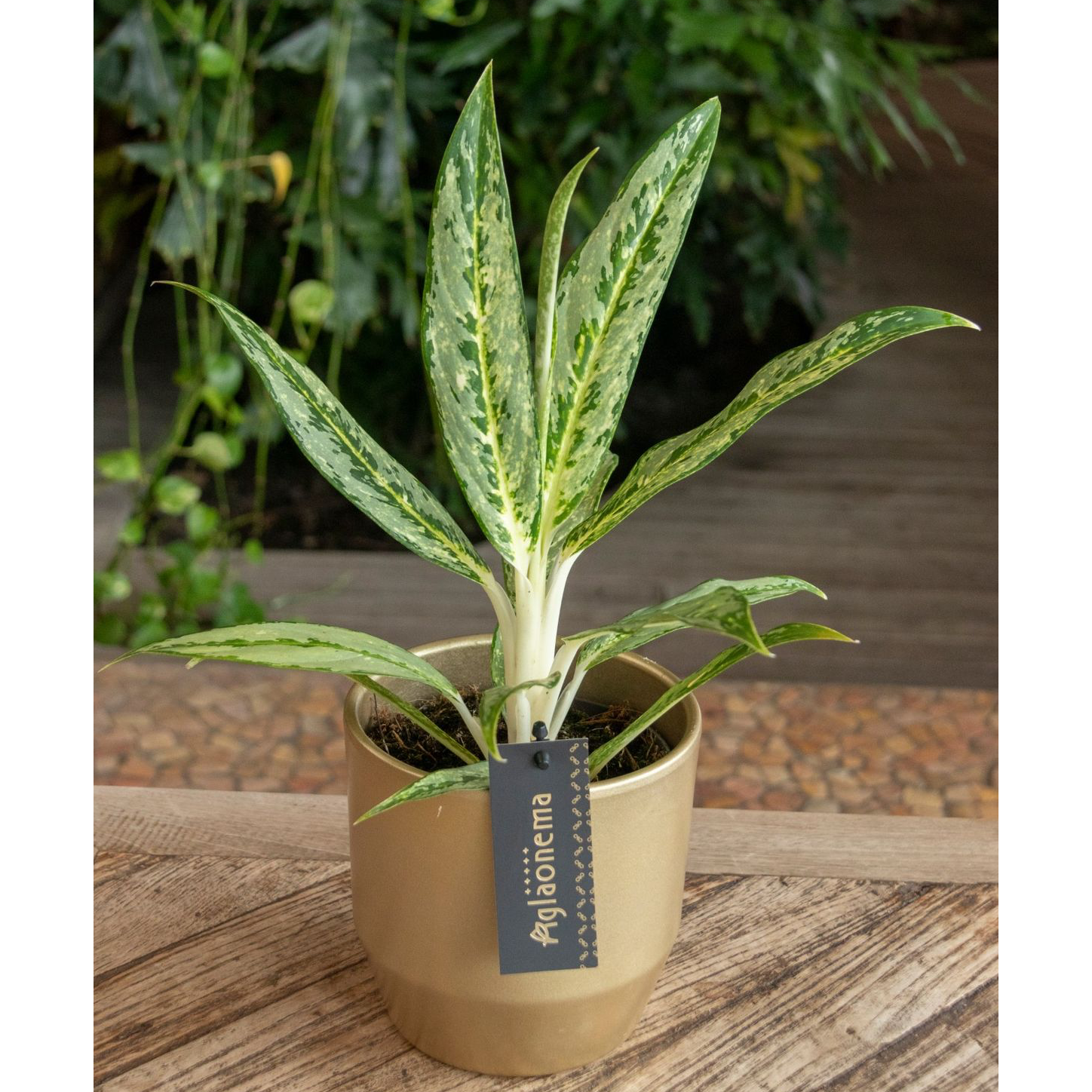 Aglaonema Matcha Lemon