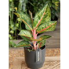 Aglaonema 'Cocomelon'