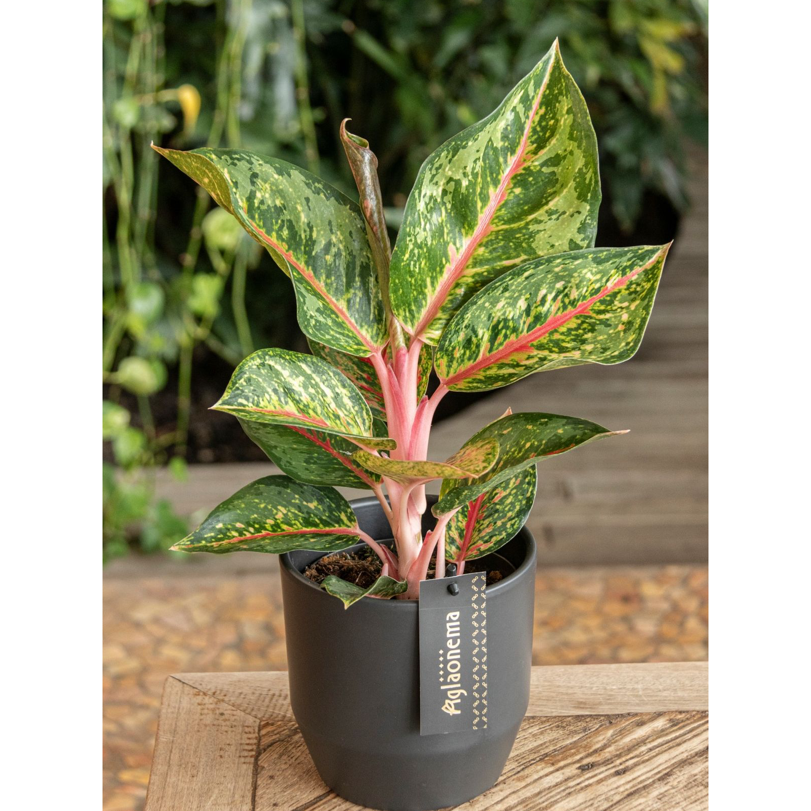 Aglaonema 'Cocomelon'