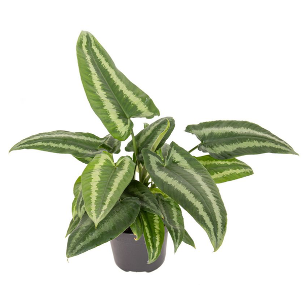 Schismatoglottis Motleyana (minimum 3 plants/pot)