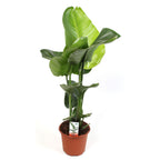 Strelitzia Nicolai XXL (Rajský pták) - 3 rostliny/květináč