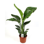 Strelitzia Nicolai XXL (Rajský pták) - 3 rostliny/květináč