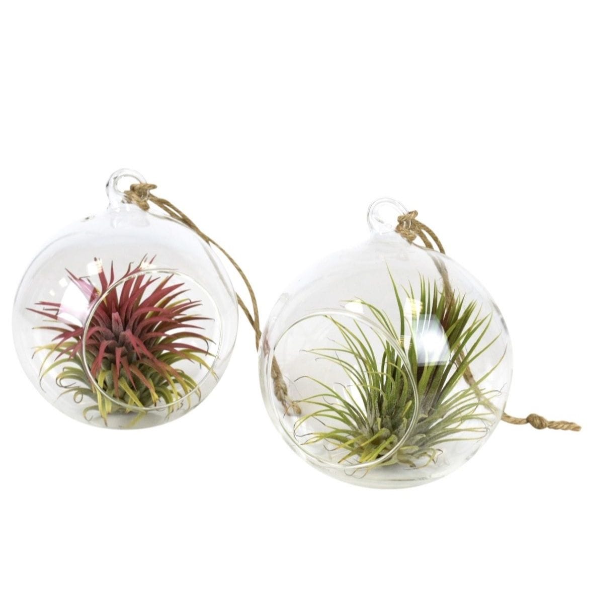 Terariu cu Tillandsia Air Plant