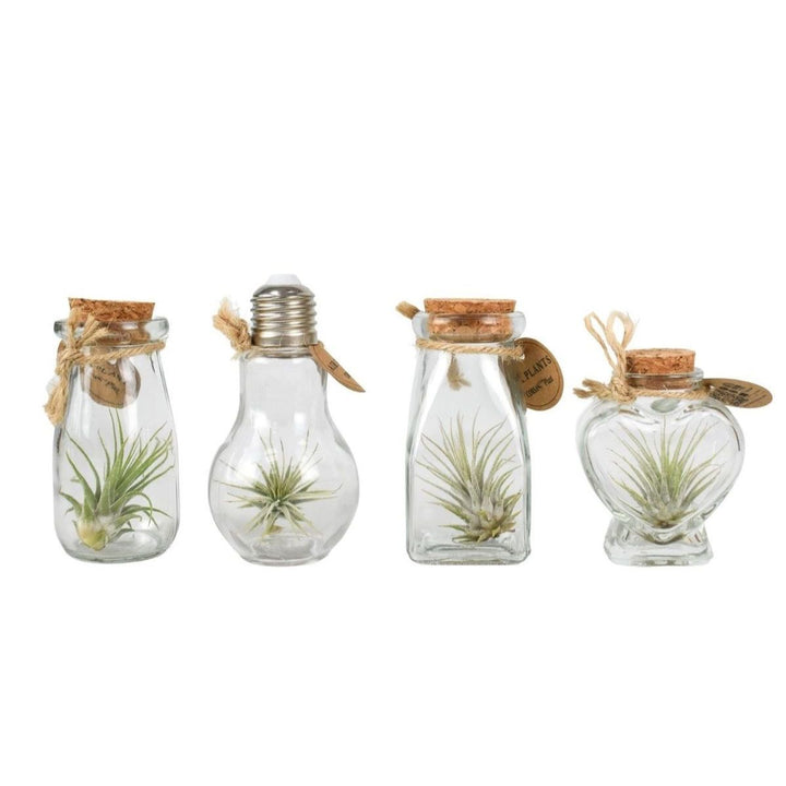 Terrarium cu Tillandsia Air Plant - set 12 buc