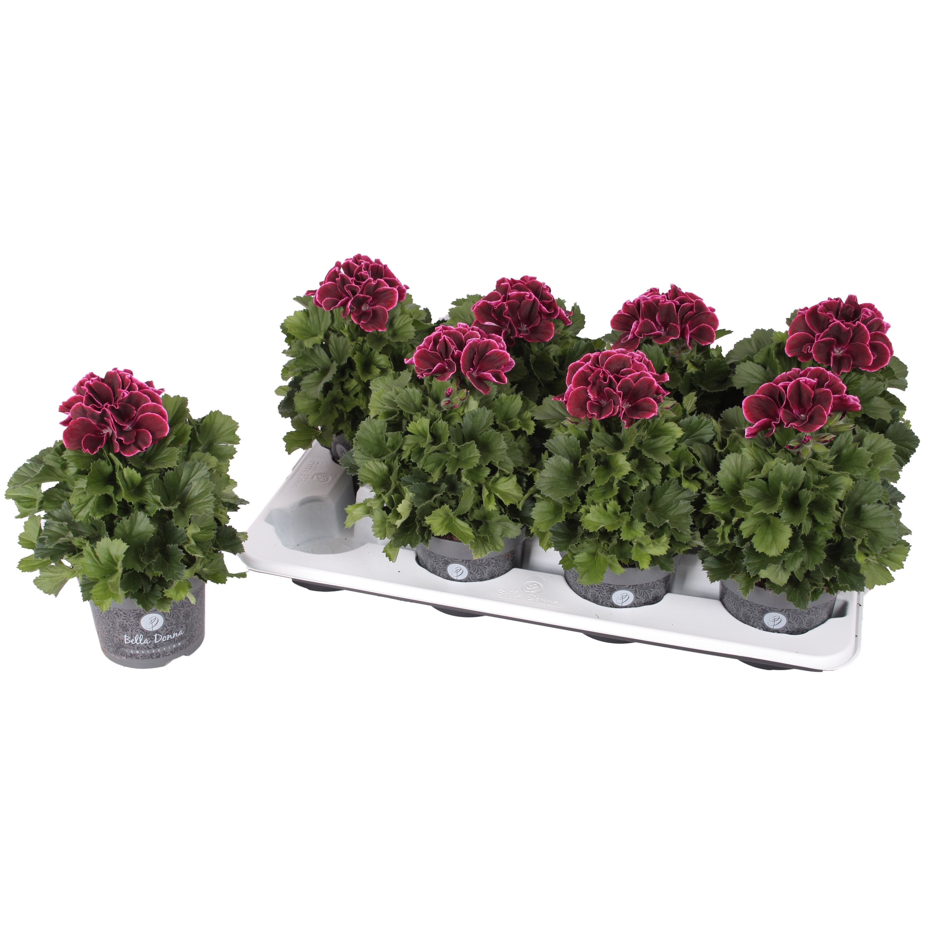 Pelargonium grandiflorum ‘Don Bliss’ (muscate englezesti)