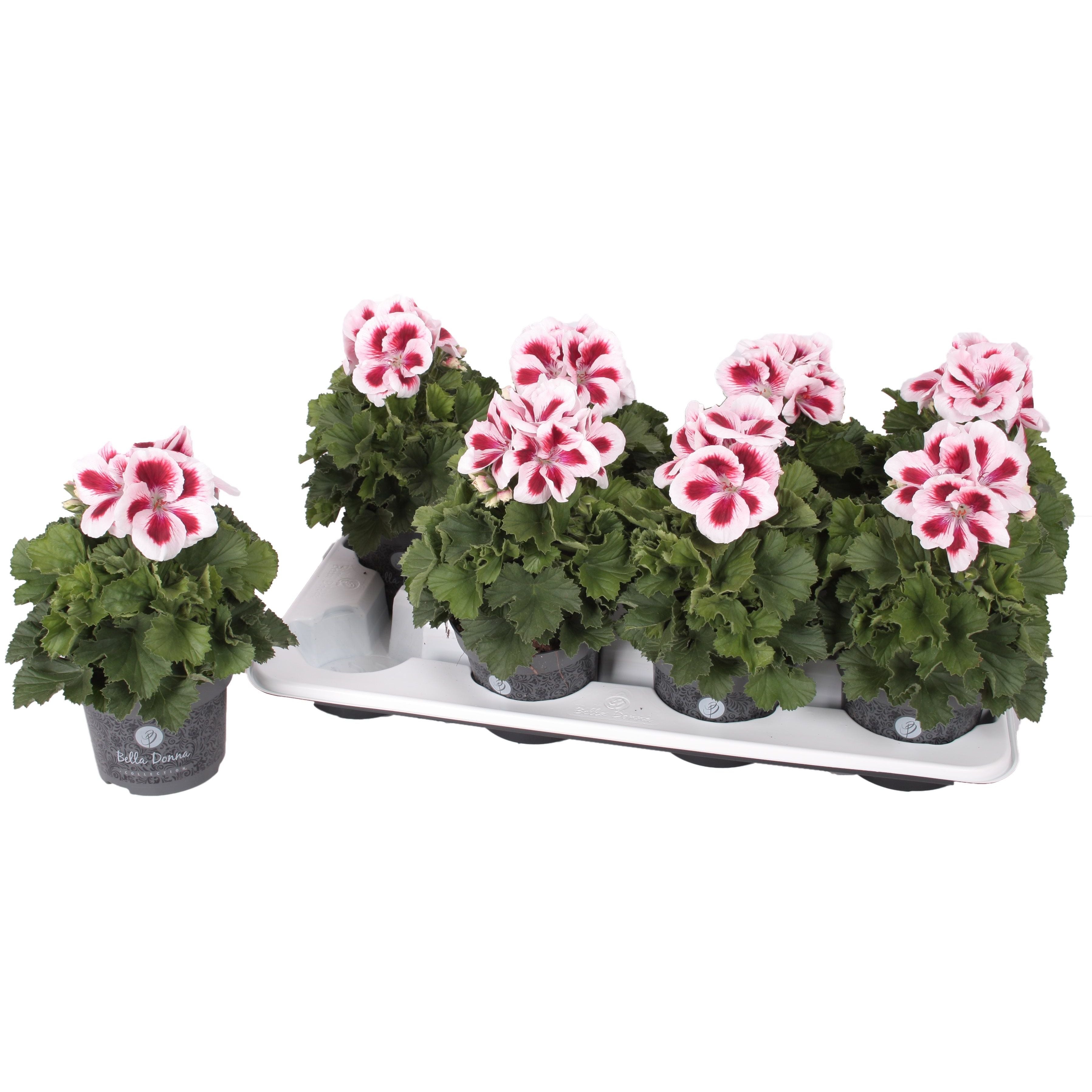 Pelargonium grandiflorum 'Don Delgado' (muscate englezesti)