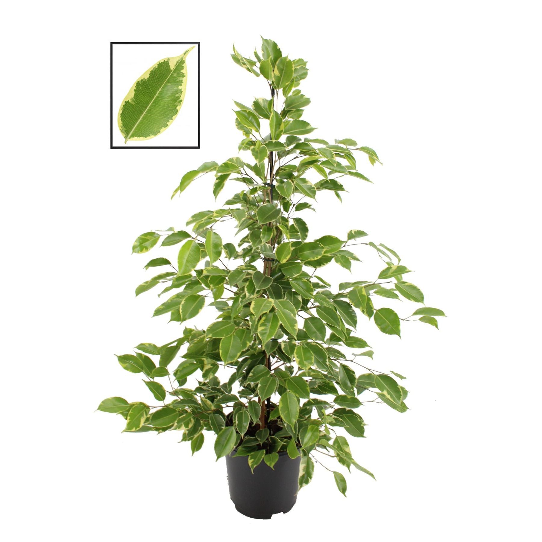 Ficus benjamina 'Golden King' H110cm 2pp