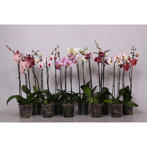 Phalaenopsis mix