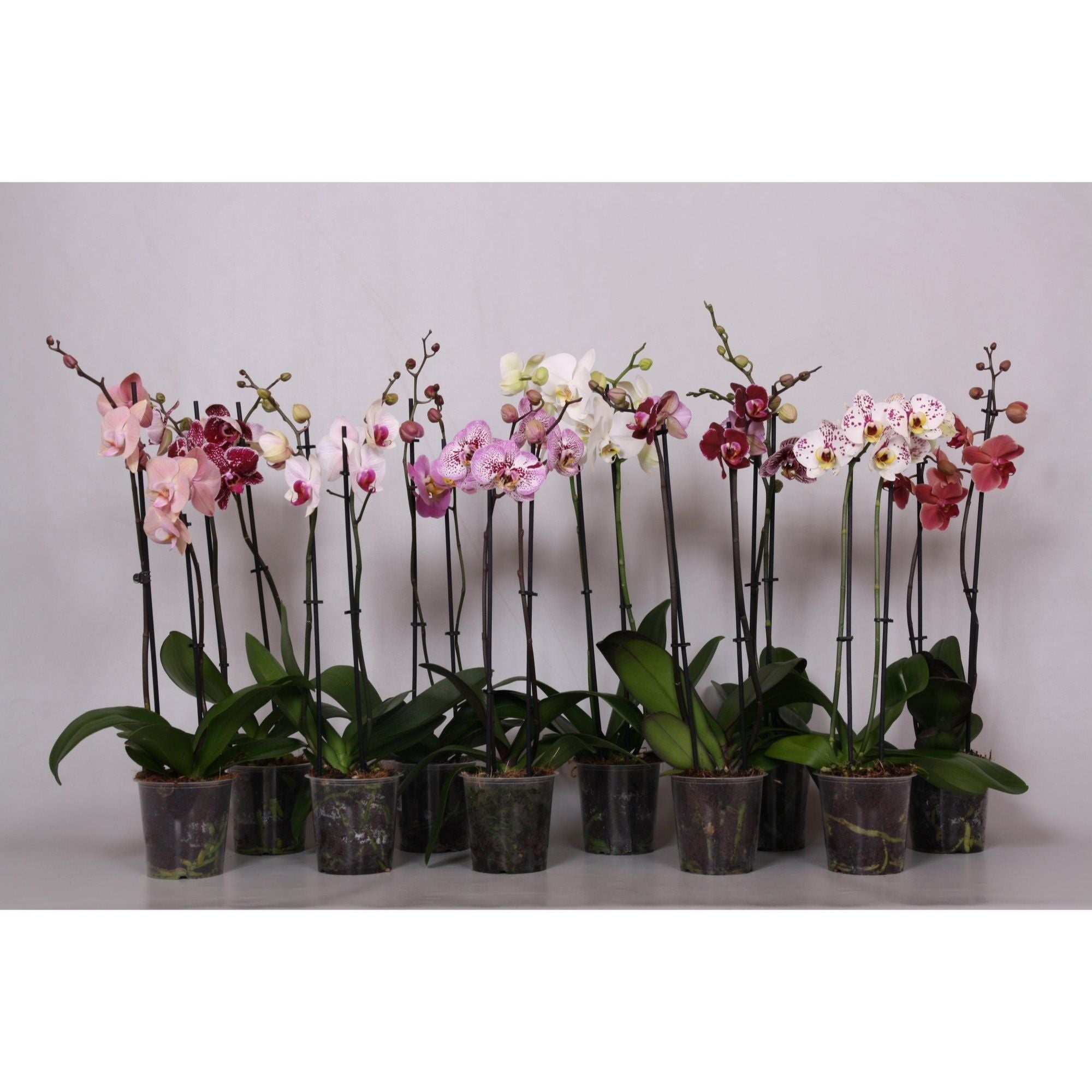 Phalaenopsis-Mix