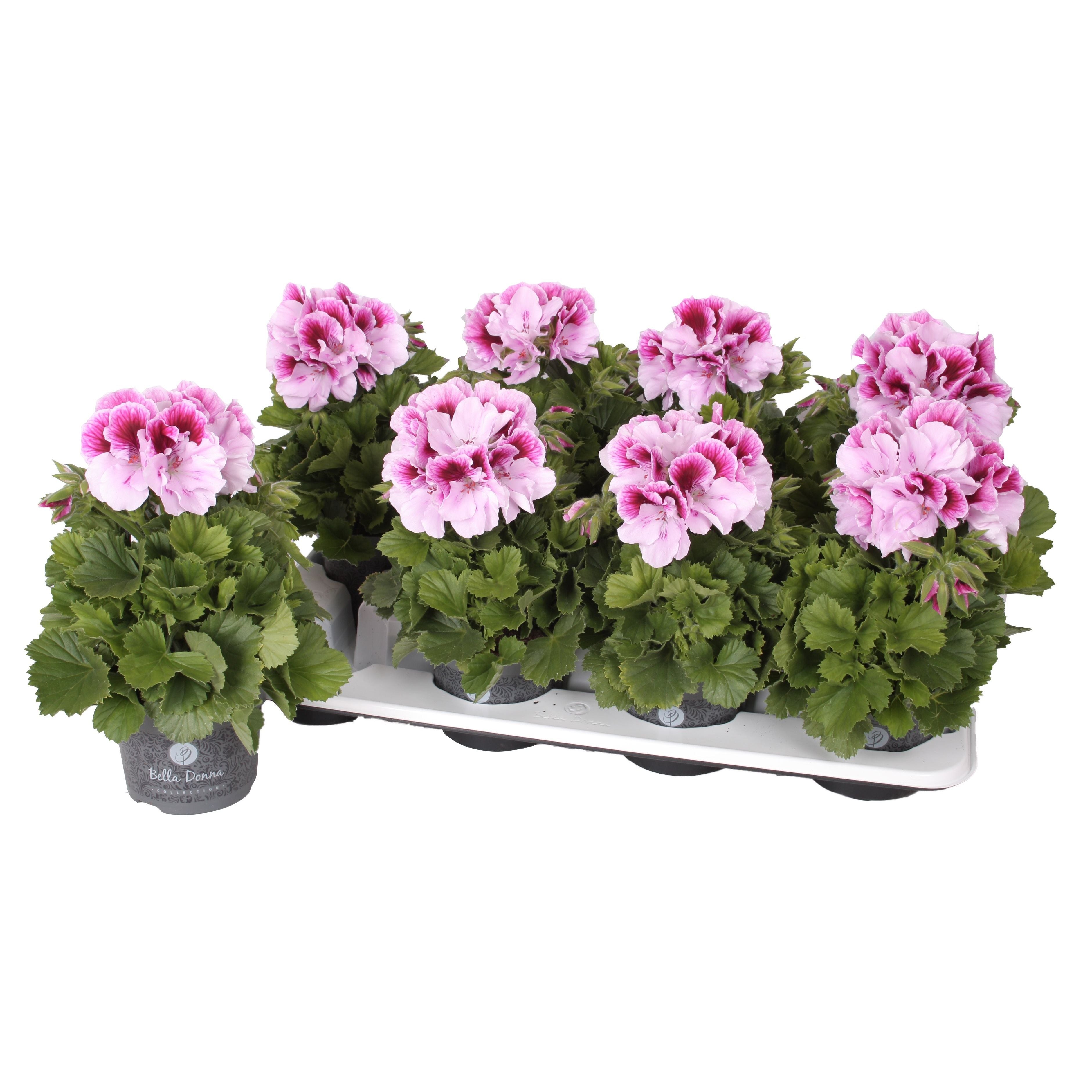 Pelargonium grandiflorum 'Don Quinto' (muscate englezesti)