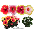 Hibiscus Hawaii 'Long Life' mix