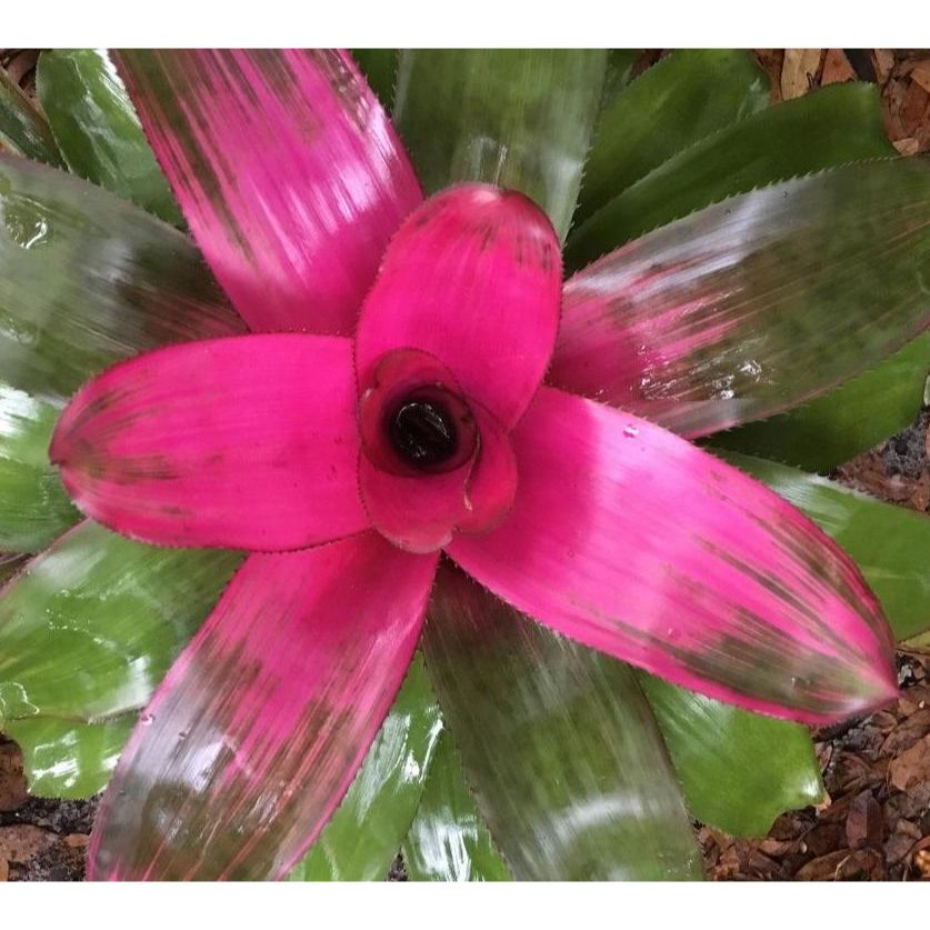 Neoregelia 'Donna'
