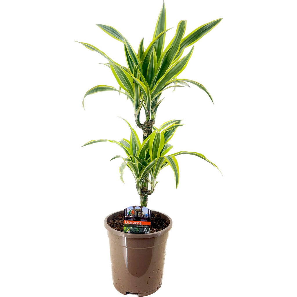Dracaena fragrans 'Lemon Lime' 2 stabljike