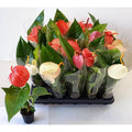 Anthurium scherzerianum mix
