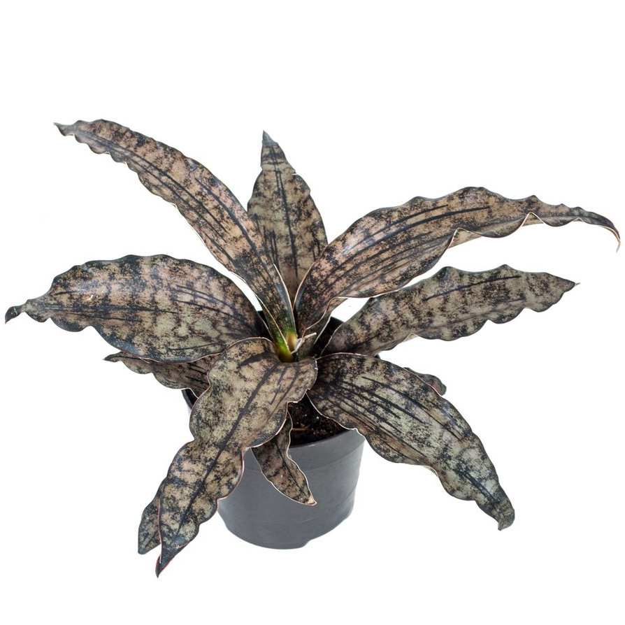 Sansevieria 'Star Canyon Granite'