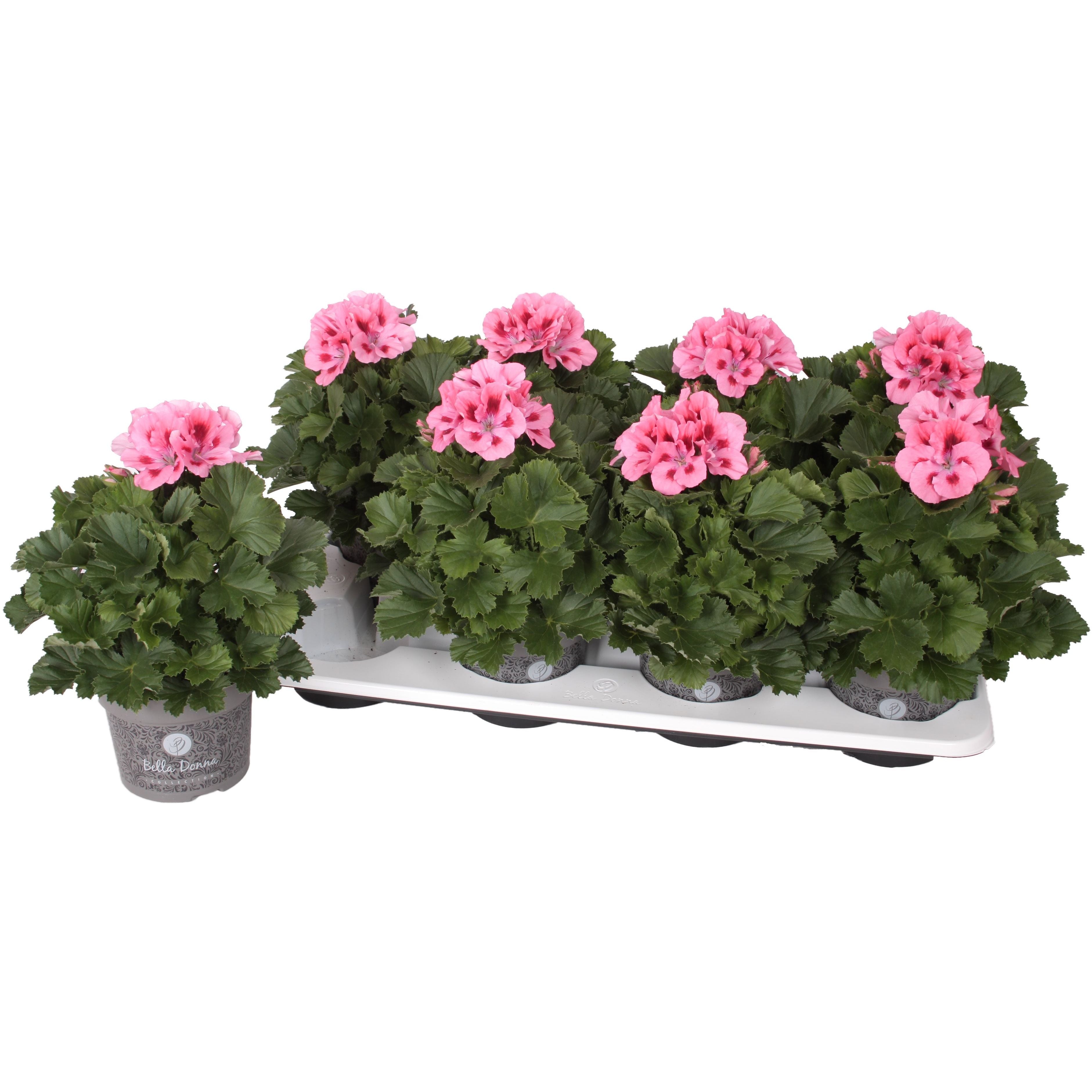 Pelargonium grandiflorum 'Don Flamingo' (muscate englezesti)