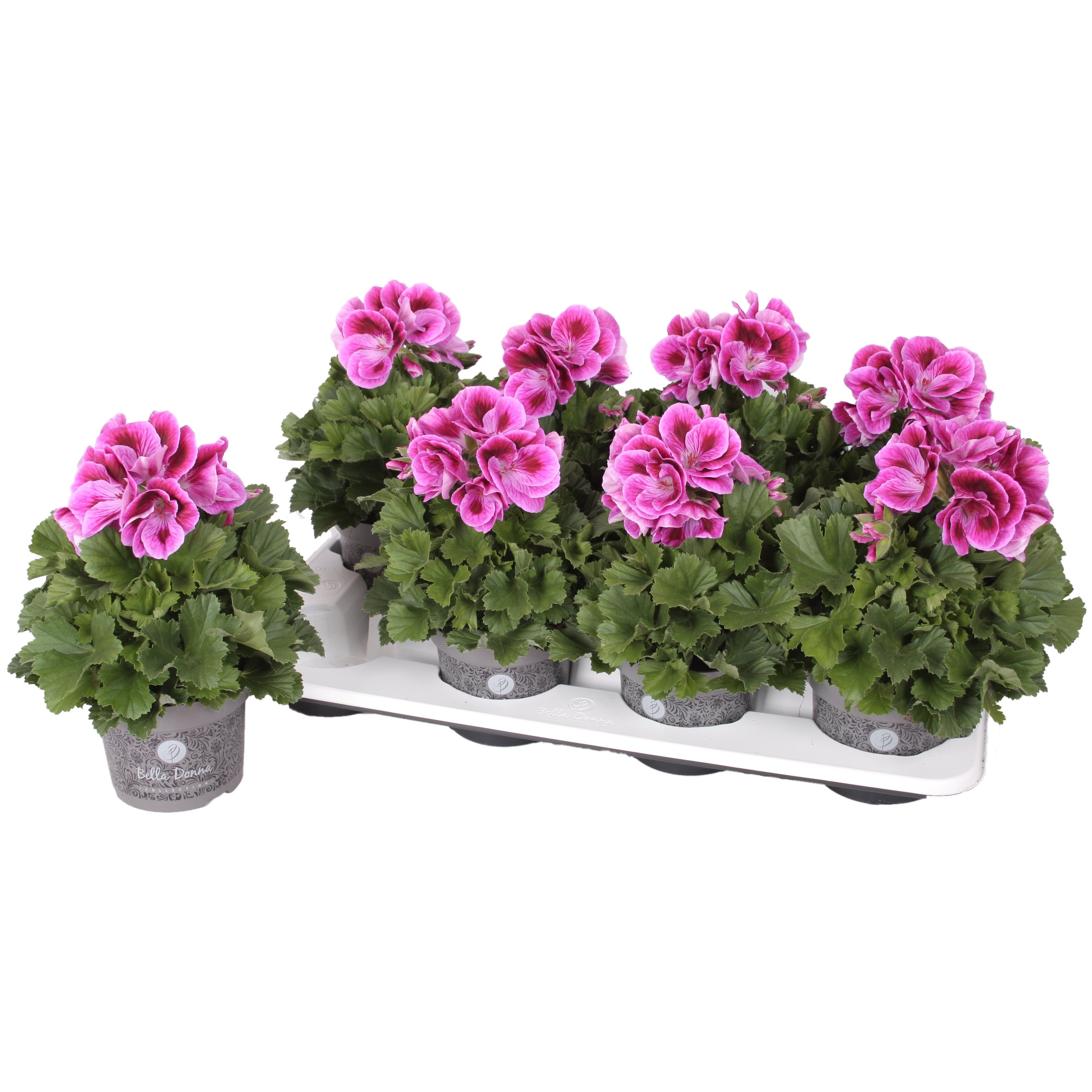 Pelargonium grandiflorum 'Don Mario' (muscate englezesti)